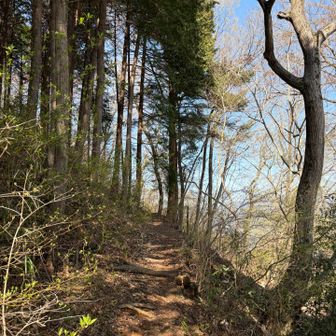 歩きやすくて気持ちの良い登山道