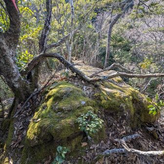金剛山
２年ぶり