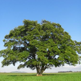 ちゅらりん二本杖