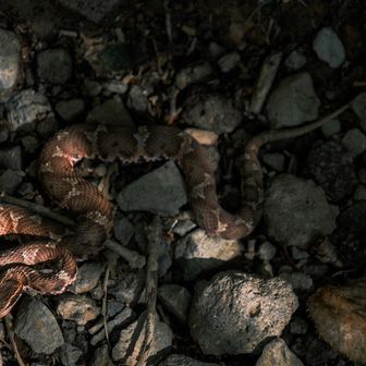 今日は3匹と遭遇した🐍