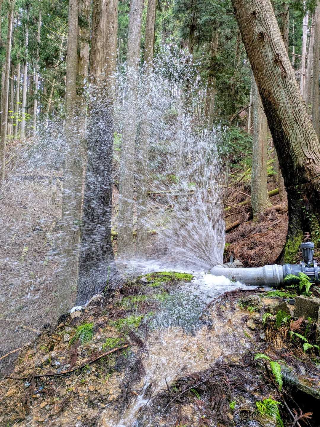 樹林帯の中を進むと管の締結部から間欠泉💨🤣