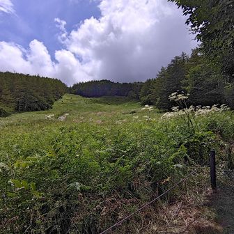 入笠山登山口の花畑