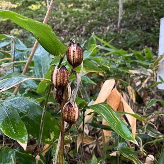 ムラサキシキブ🟣は見つけられず🥲

立ち枯れたオオウバユリを見つけて下山