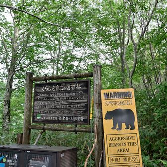 クマ注意です