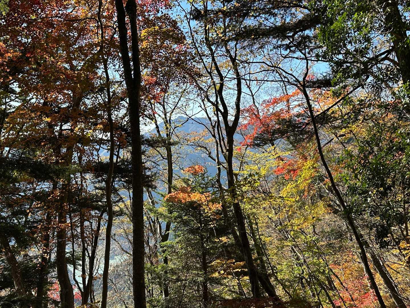 紅葉🍁と樹々の間から垣間見える日本ヶ塚山