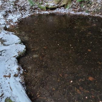 モリアオガエルの池は薄氷が張っている

しばらく下山していると不意に手袋を山頂に忘れたことに気付く…
実は今日は登山靴を忘れて自宅に引き返している

何かあるな今日は…