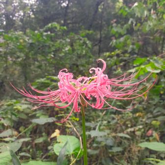 曼珠沙華。
季節は秋ですね。