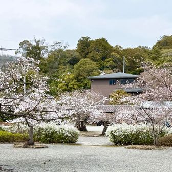 見事な満願寺桜の庭