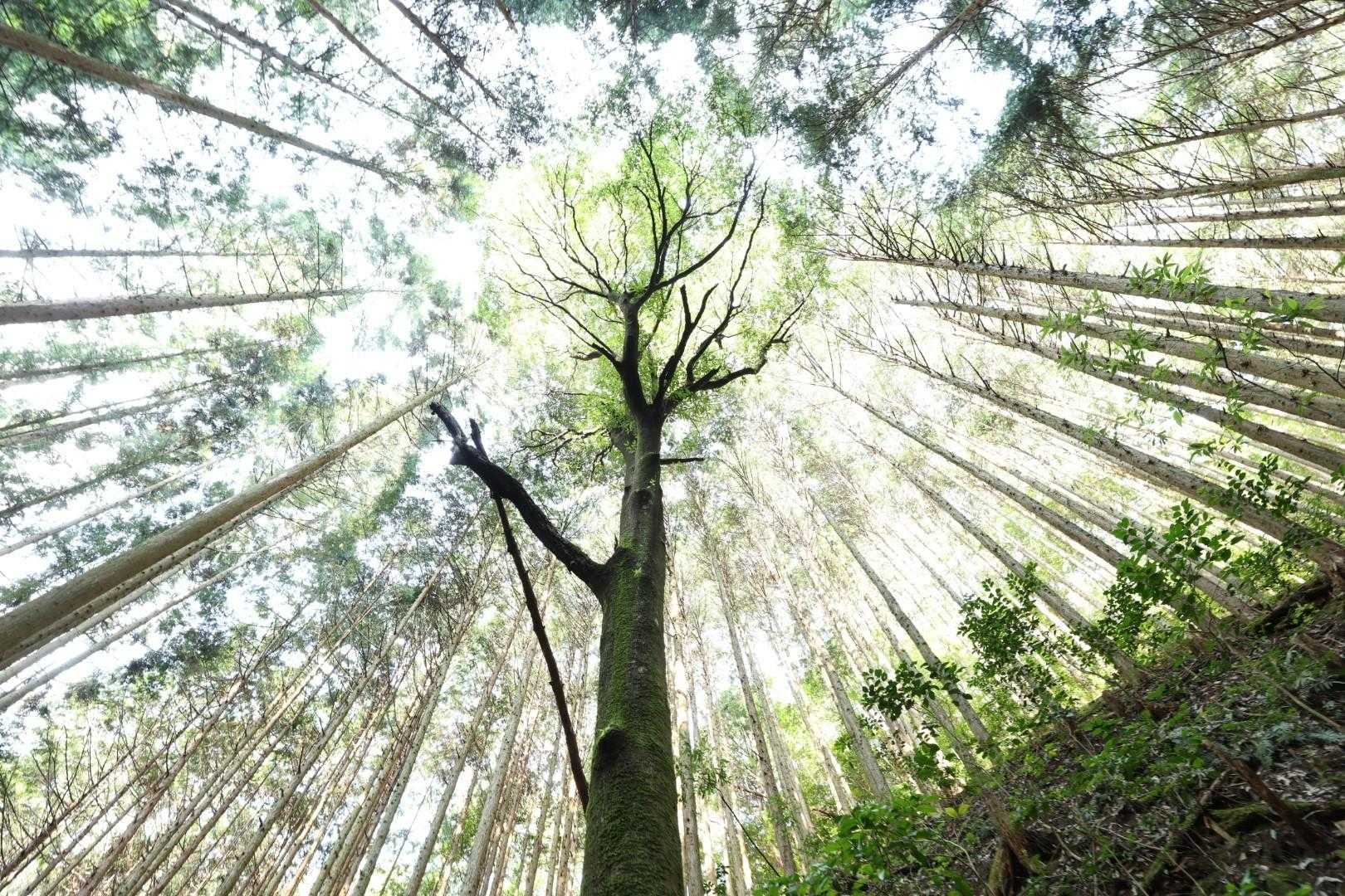 遠見山-納古山 周回コースの写真