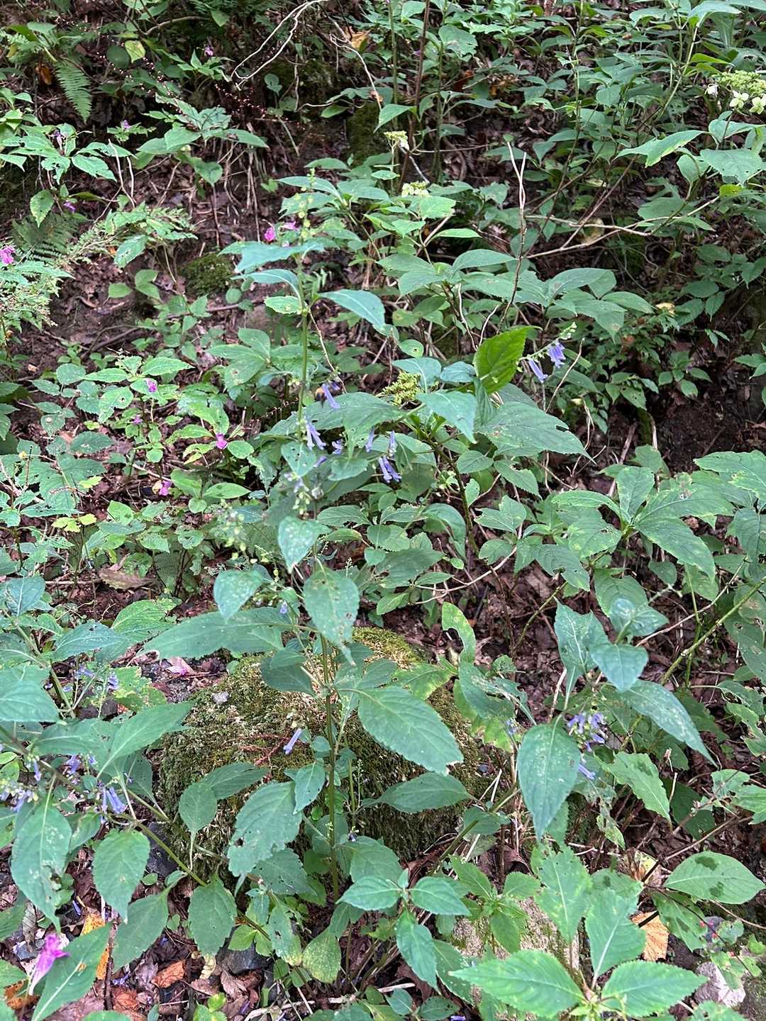 月見が丘登山口-岩樋山 往復コースの写真