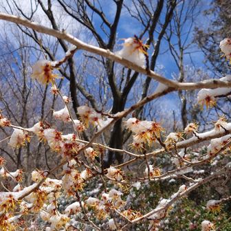 金剛山・二上山・大和葛城山 雪かぶりのマンサク