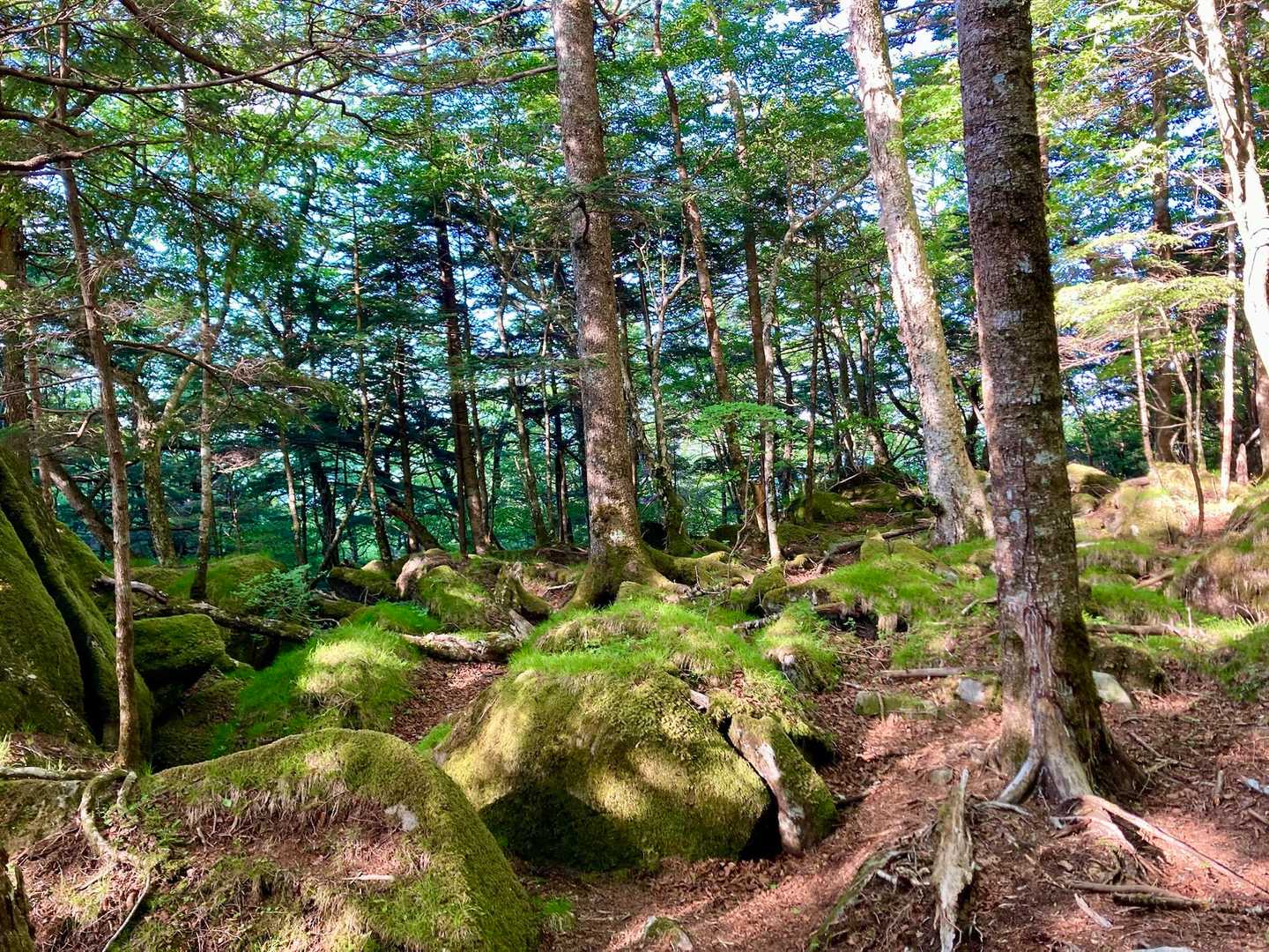 苔むした森の中
雰囲気あり