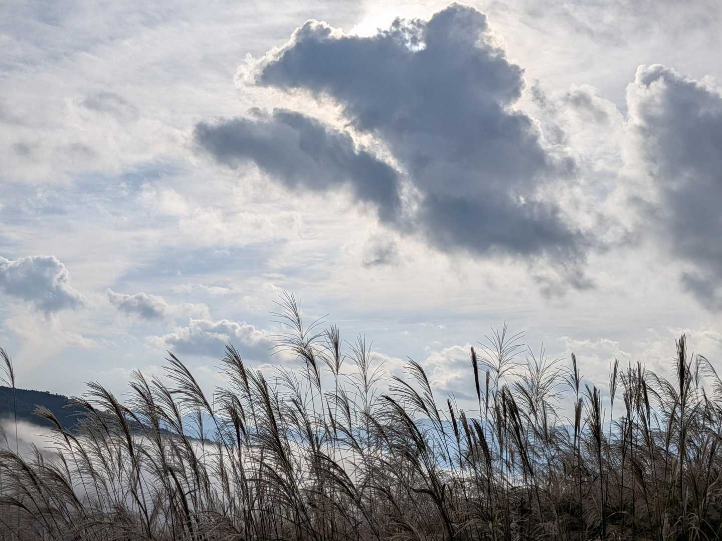 ススキがいっぱい、やっと秋って感じですね。🌾