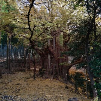 おお、なんとなんと…🤩