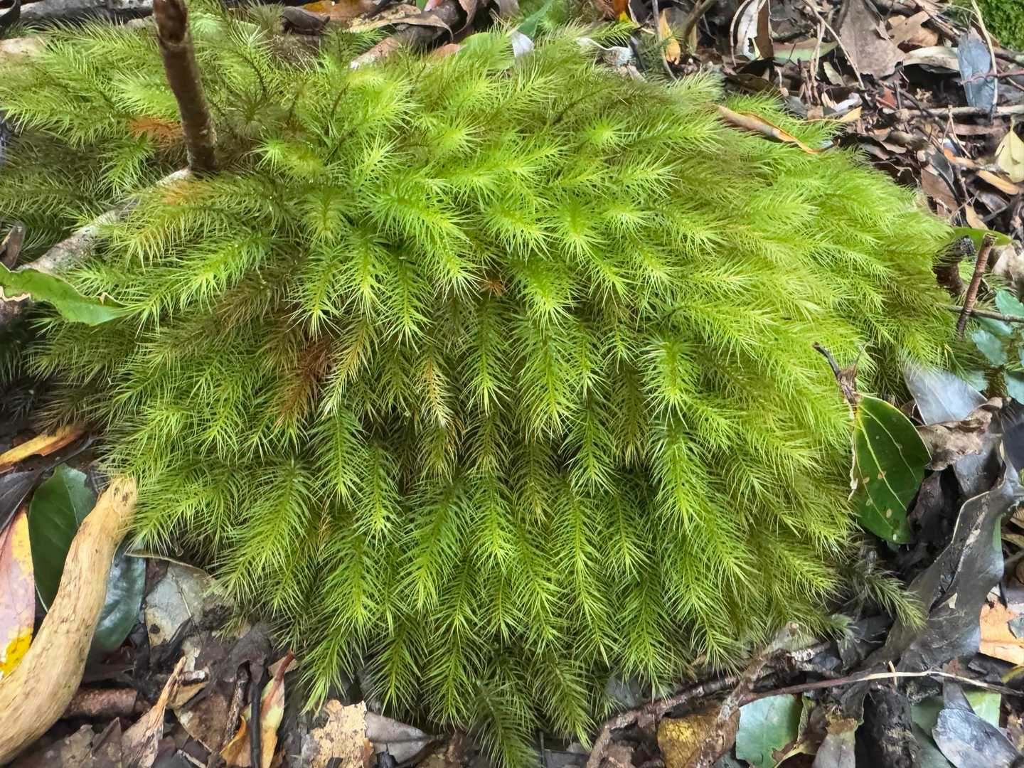 立派な苔
屋久島来た感じするよね