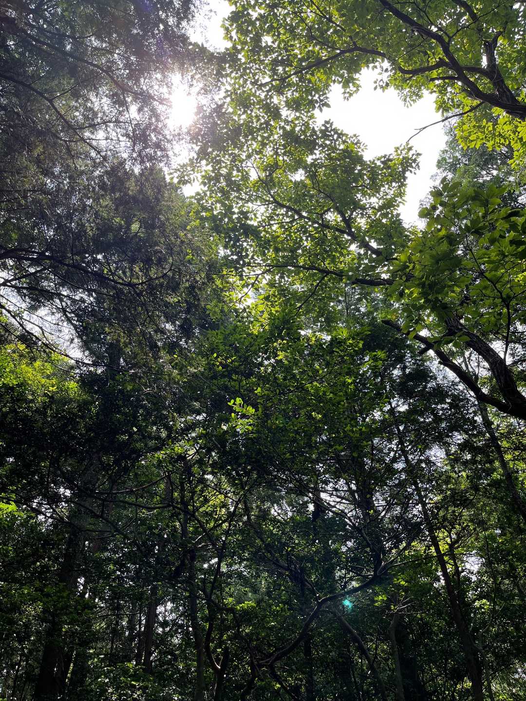 木々に覆われてる
風少なめ