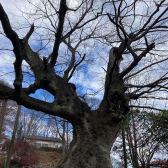 御神木の大ケヤキ