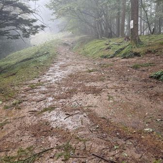 この辺から、小雨から中くらいの雨になっていった。

だけど、相変わらず、レインウェアは、ザックの底に入れたままだった。

ザックのレインカバーもしなかった。

後になって後悔することに。

