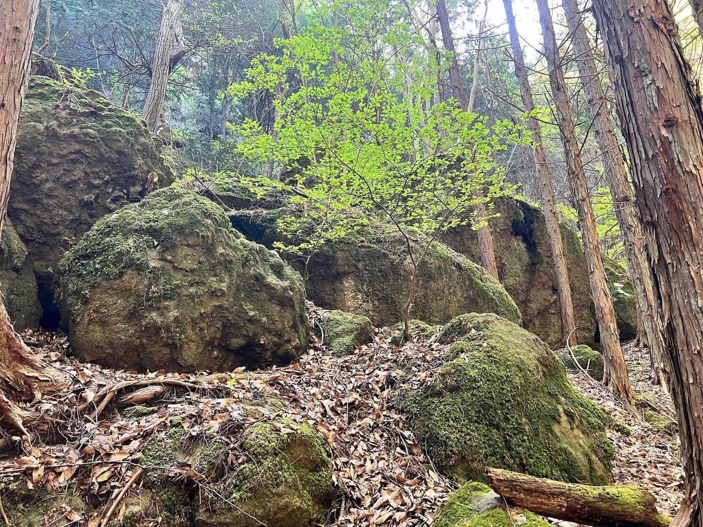 独鈷山 往復コースの写真