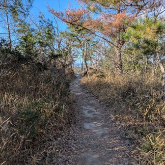 長尾奥山頂にて②：この辺が山頂のはずだけど、山頂標識見つけきれず。