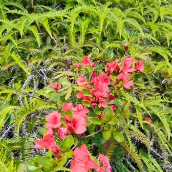シダ🌿に混じってツツジ🌺