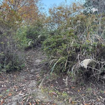 踏み跡がある様な無いような。