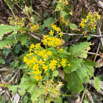 またまた名前がわからないお花🌼
