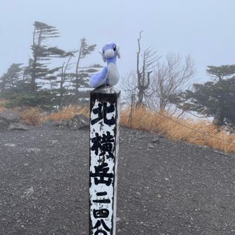 真っ白であります