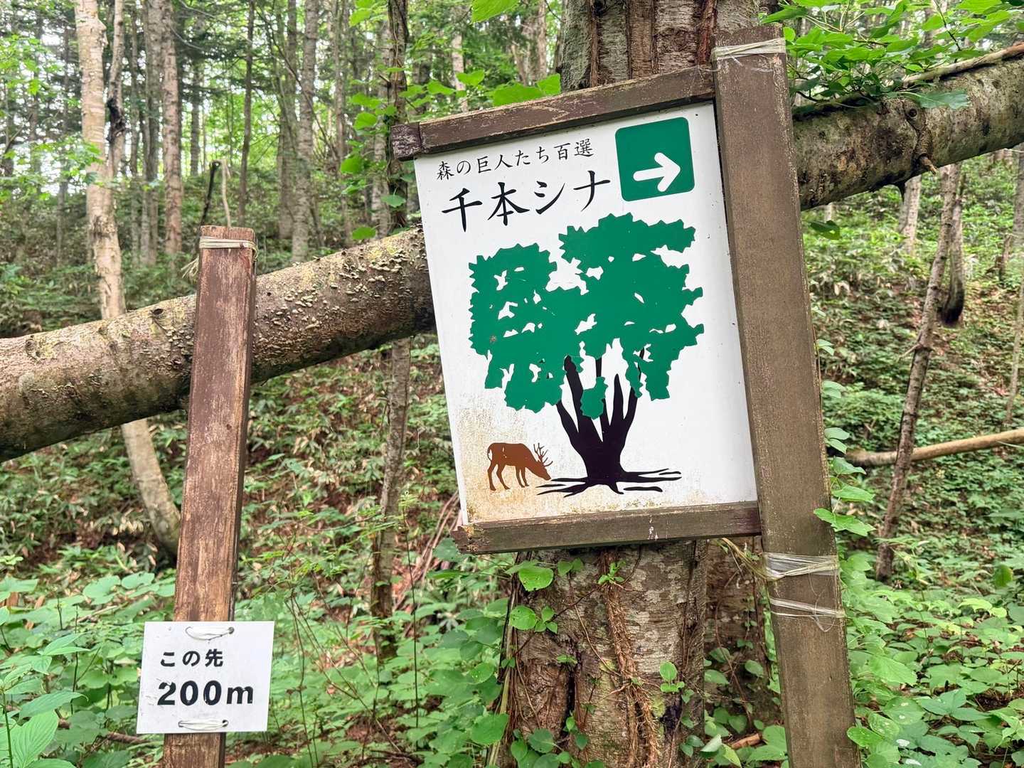 千本シナ➡️この先200mの看板🪧
