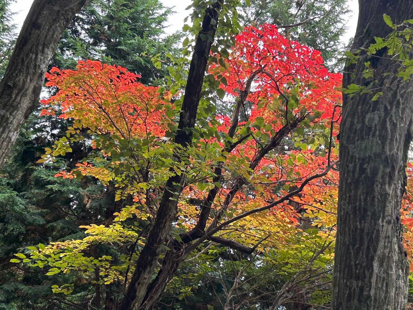 紅葉少し発見👀