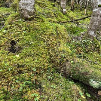 連日の雨で苔も生き生き