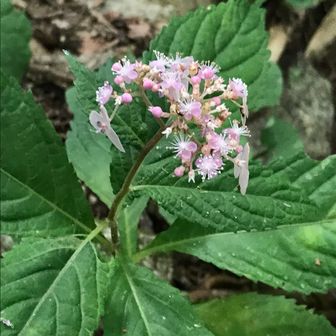 パンダといっしょ