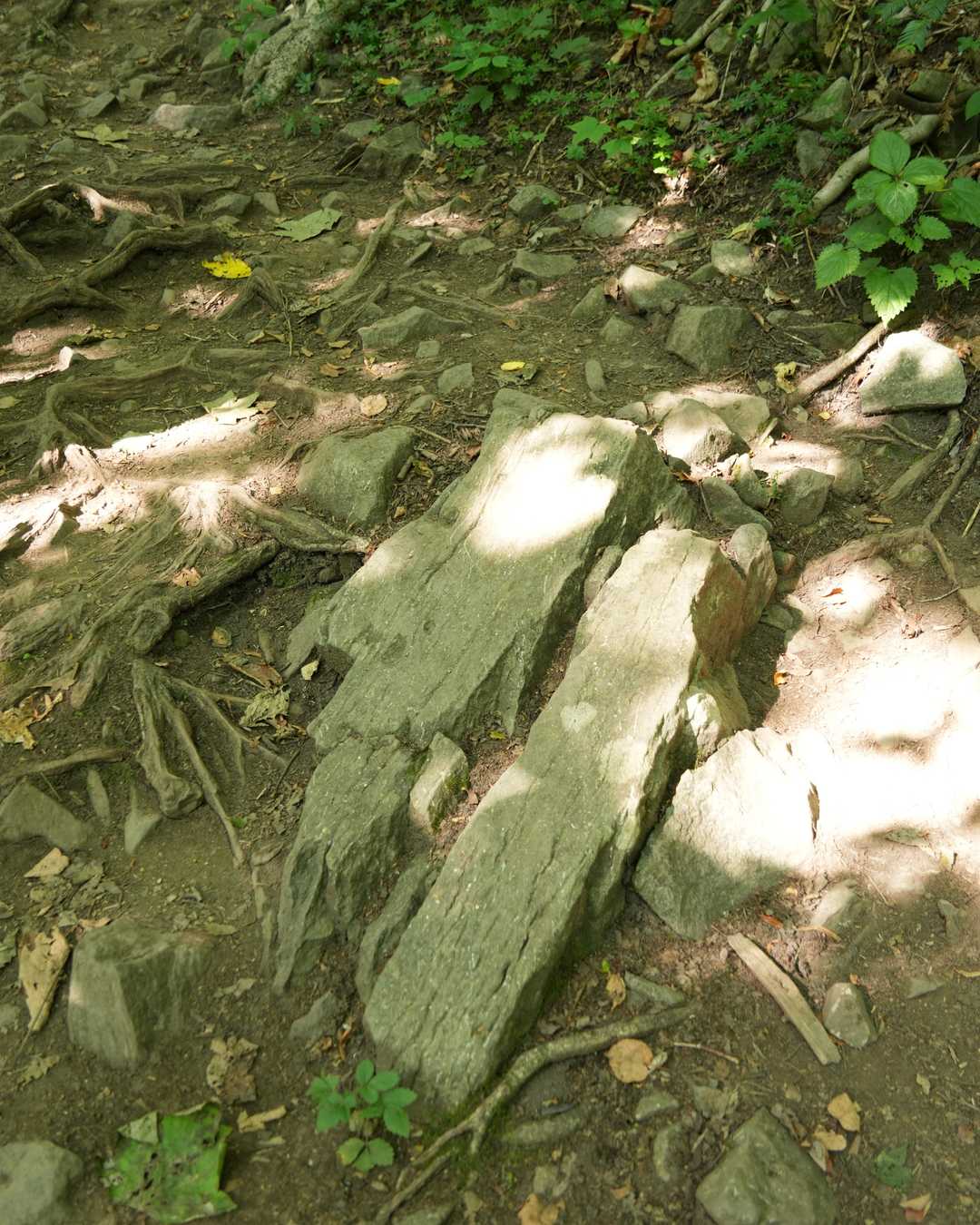 登山道から柱状節理が顔を出してる