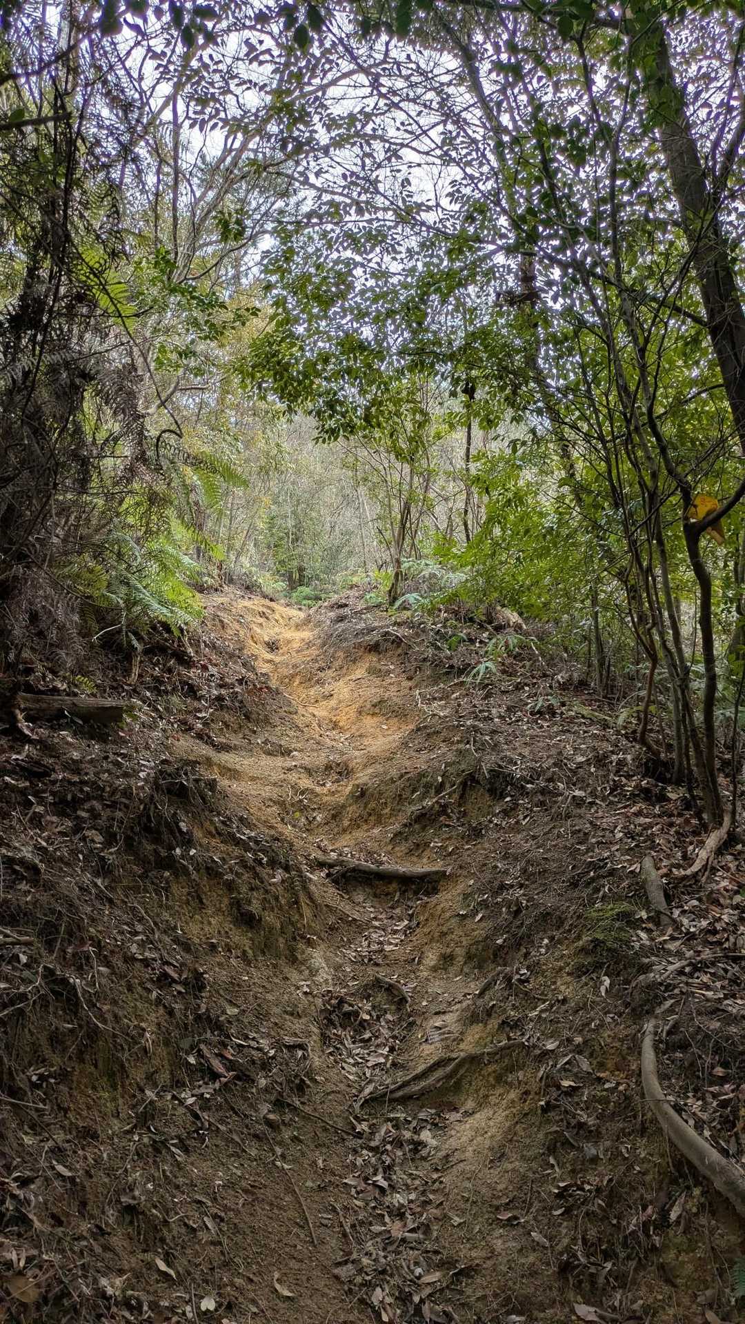 玖波北山へは傘山登山口からすぐの場所。のっけから急登にゃ🙀
