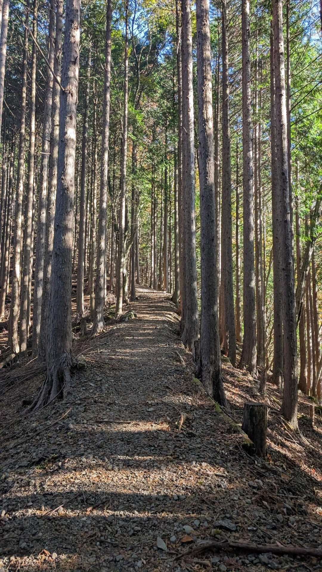 整備された登山道