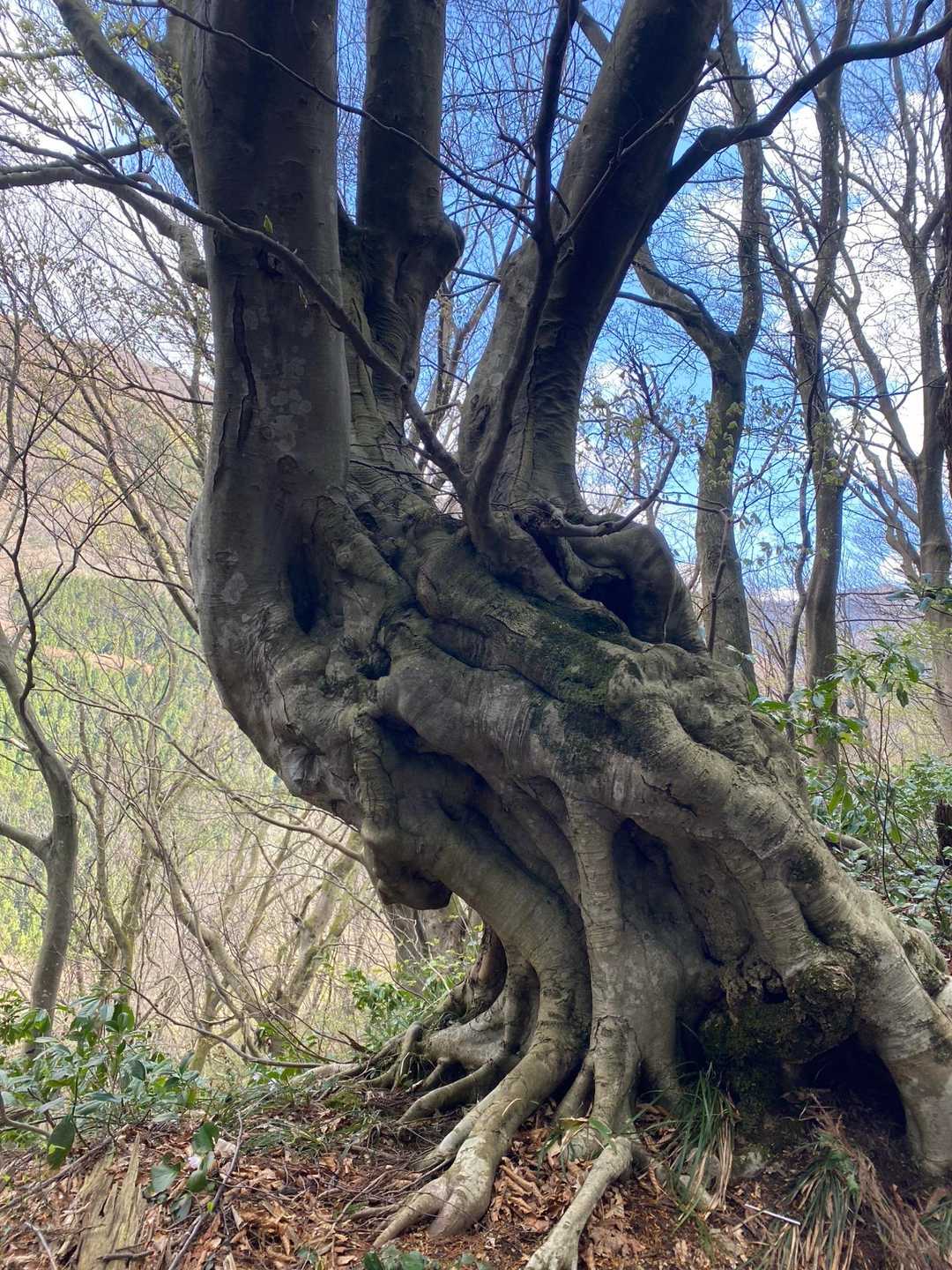 魔物の脚みたいな