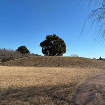 うわぁー‼️
この丘が鶴沼山っぽい✨😆🤣
立派な木🌲が一本立ってます😊
この山だったら、ひめまるさんも登れるかなぁ😆