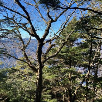 芋の木ドッケ山頂より