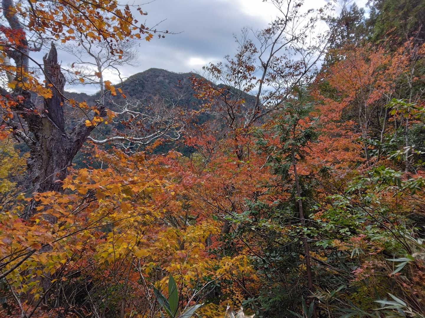 登山道脇から荒海山遠望