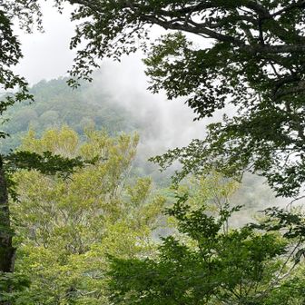古寺山はガスの中、暑い🥵よりいいです^ ^
