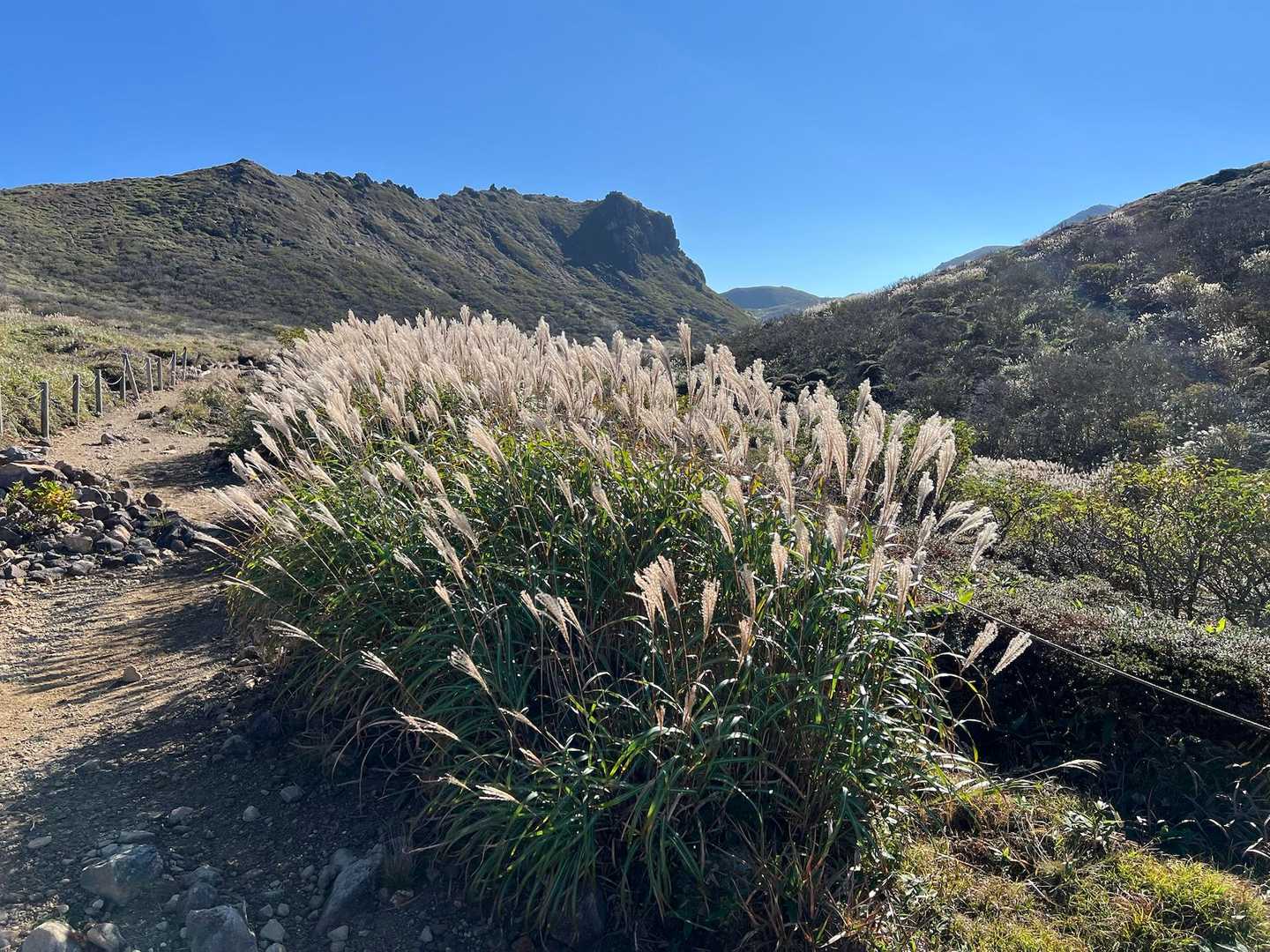 きれいなススキ🌾