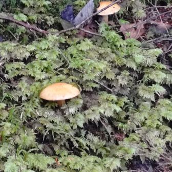🍄‍🟫
たくさん見ました！