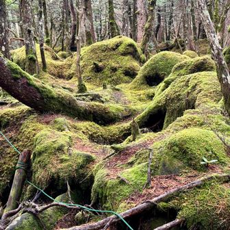 苔むして