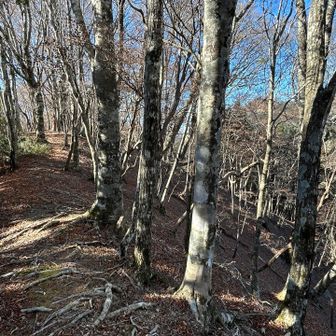 厳しい登りを経て、気持ちの良いリッジに出ます(^^)