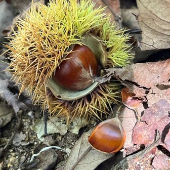 お土産にもならない🌰
中身入ってるのはこれだけ😉