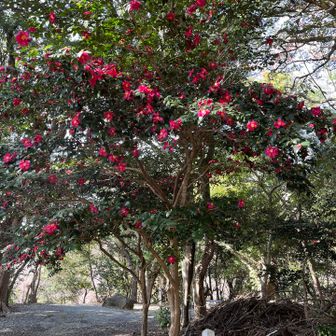 山茶花満開🌺艶やか❣️
直ぐ近くに高鉄棒があって！ぶら下がったりしました❣️
懸垂されてる方も👀‼️