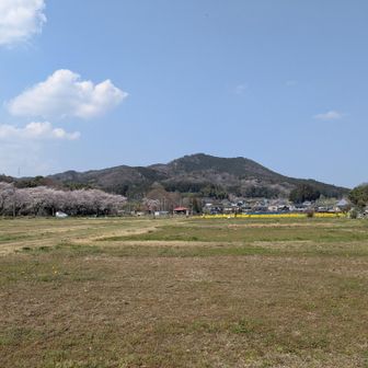 巾着田河原
桜並木と菜の花と日和田山