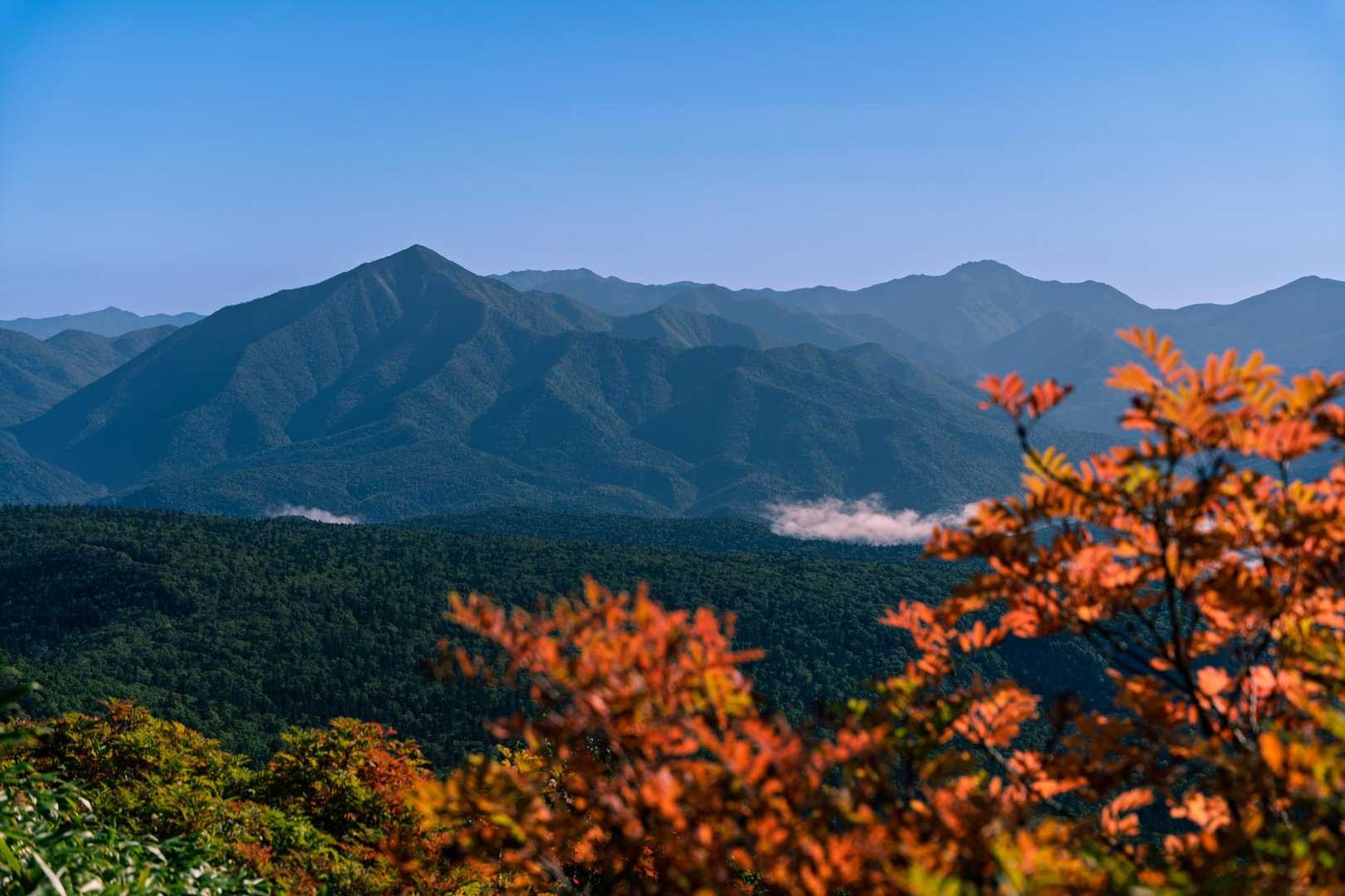 鮮やかな紅葉の先に、やわらかな稜線を連ねる北大雪の山々