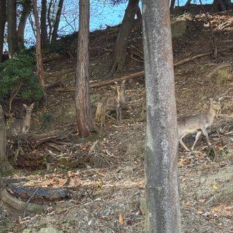 鹿だらけ
