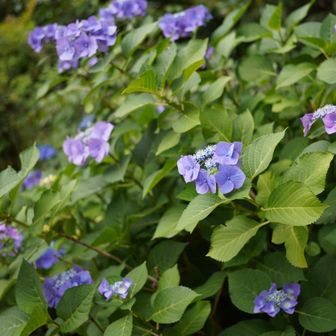 麓の本社に咲いてる紫陽花とても綺麗